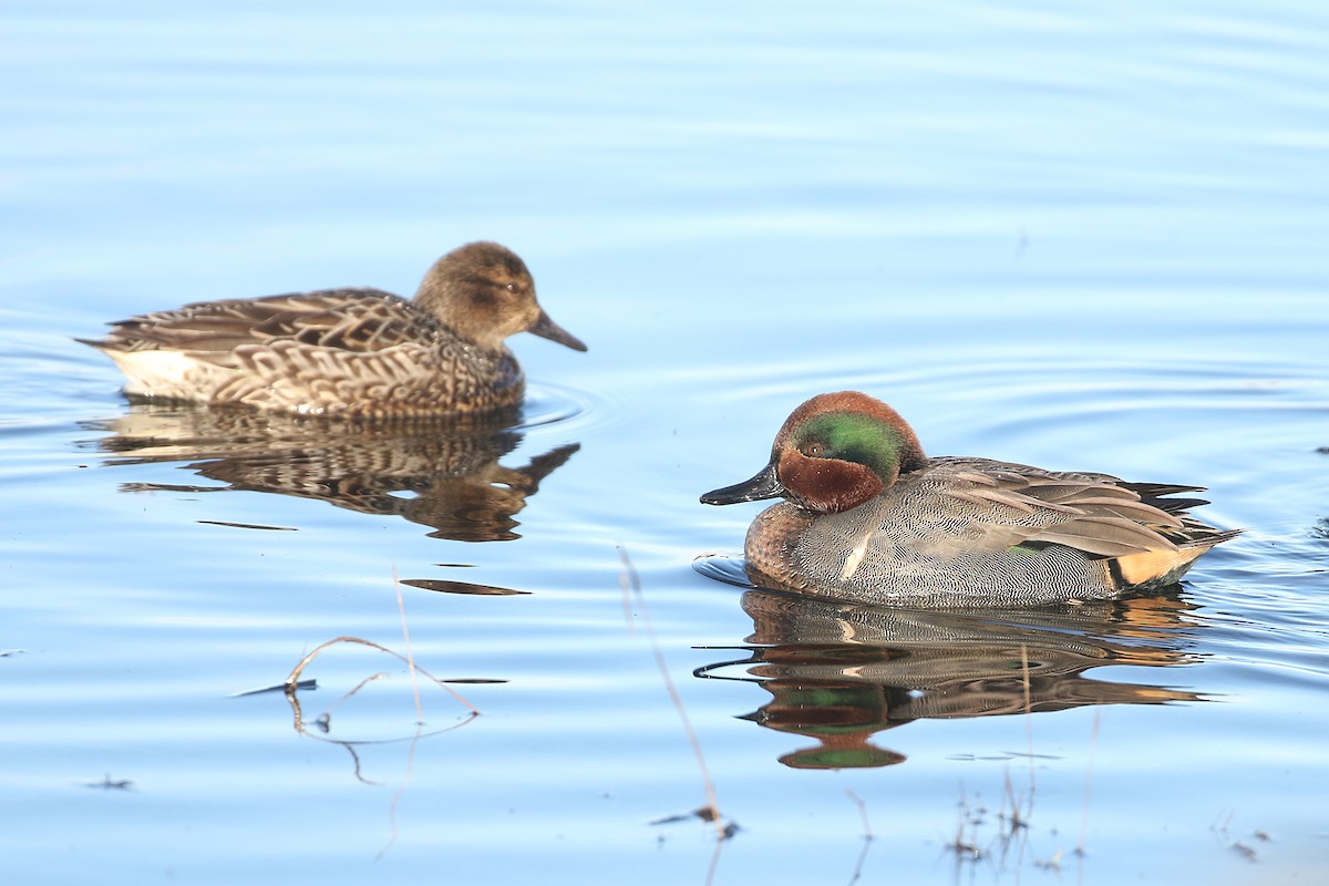 Green-winged Teal (American) - ML646493652