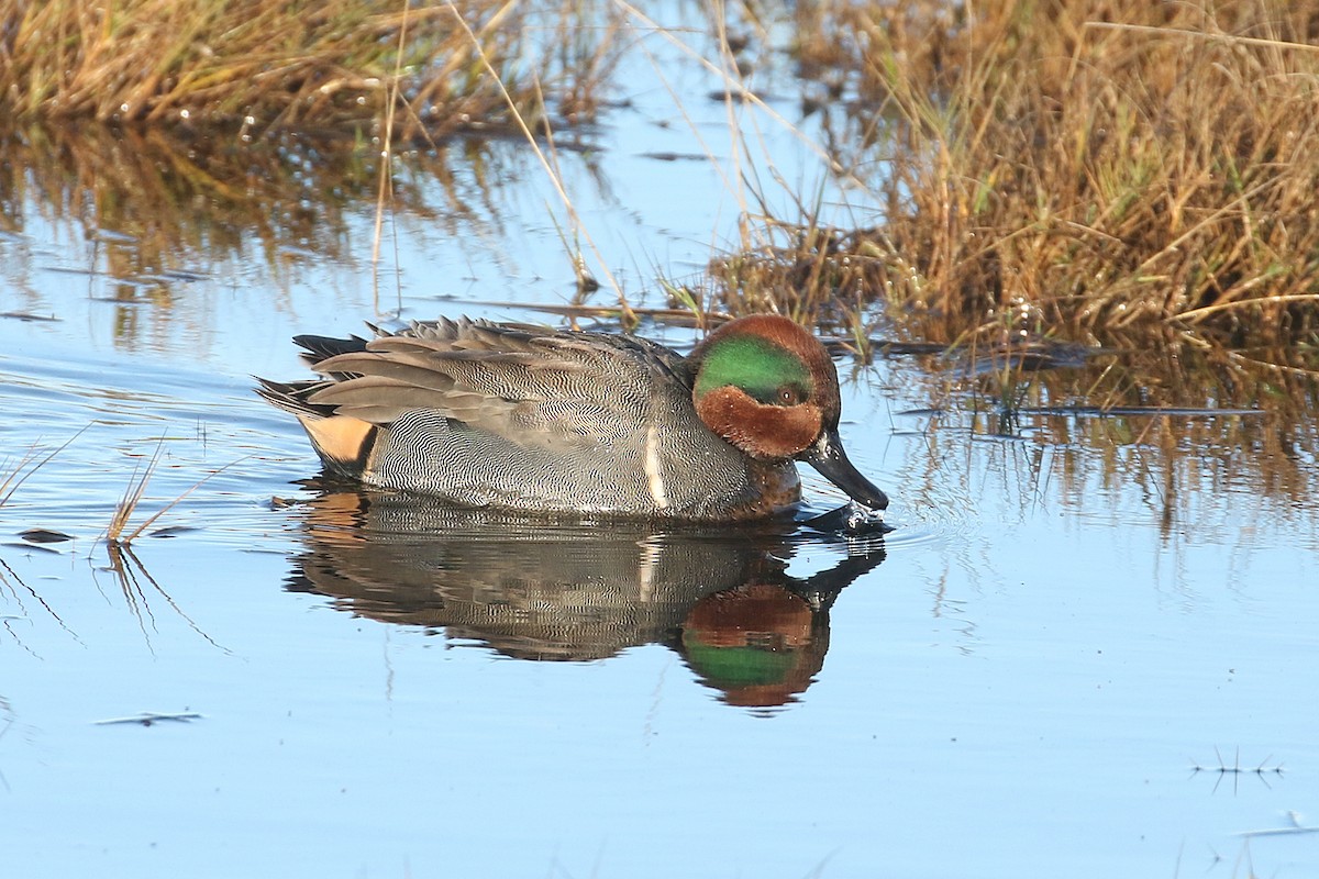 Green-winged Teal (American) - ML646493653