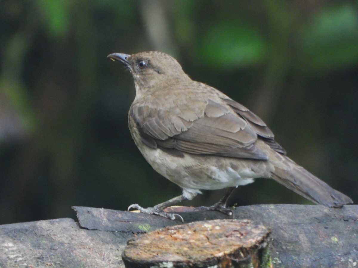 Black-billed Thrush - ML646493654