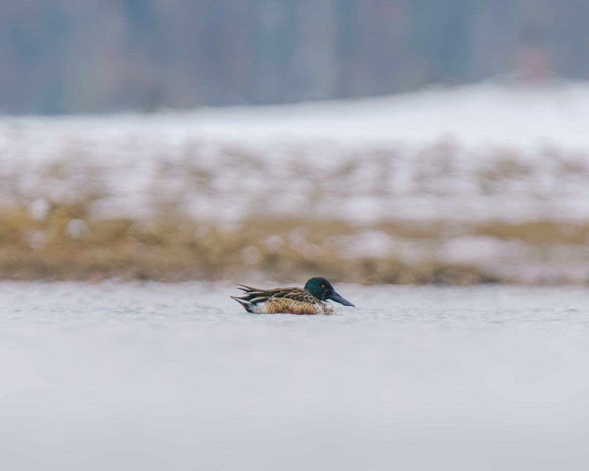 skjeand - ML646493656