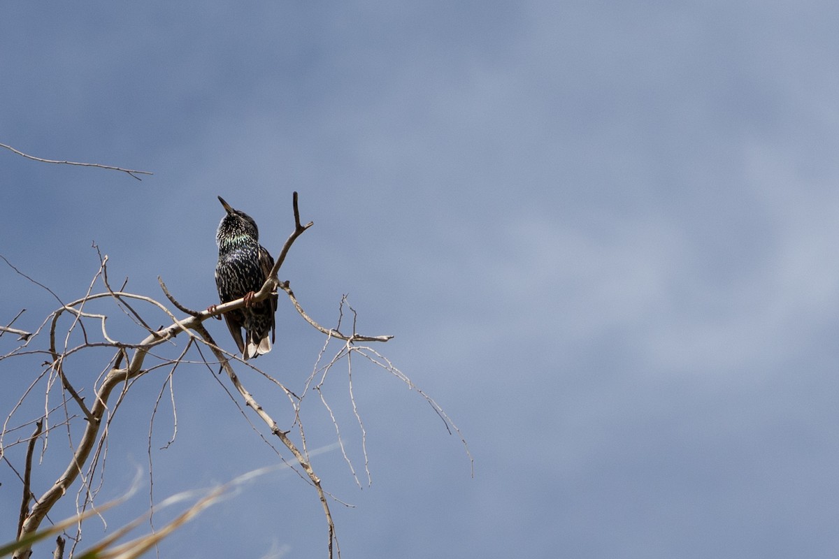 Storno - ML646493657