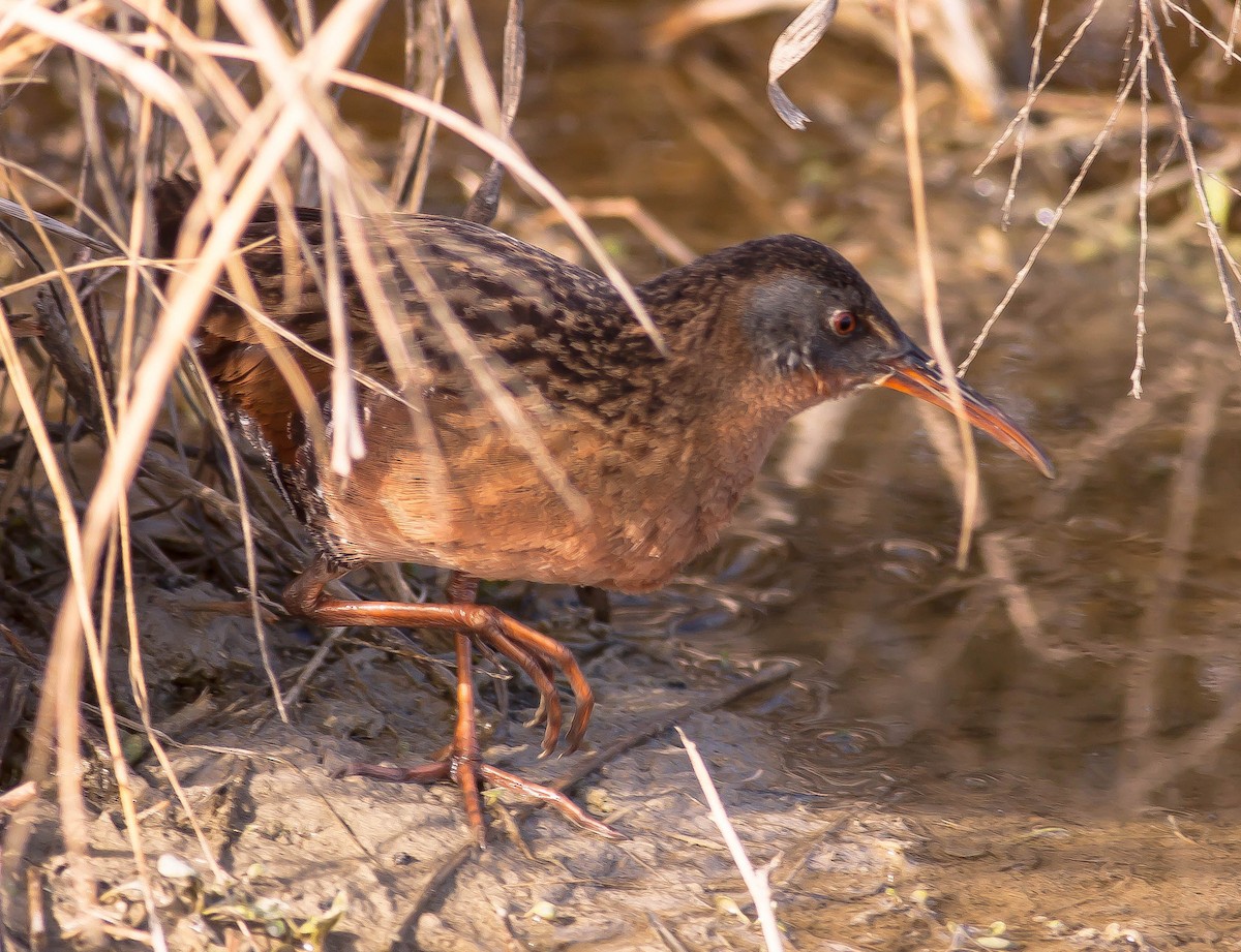 Rascón de Virginia - ML646493659