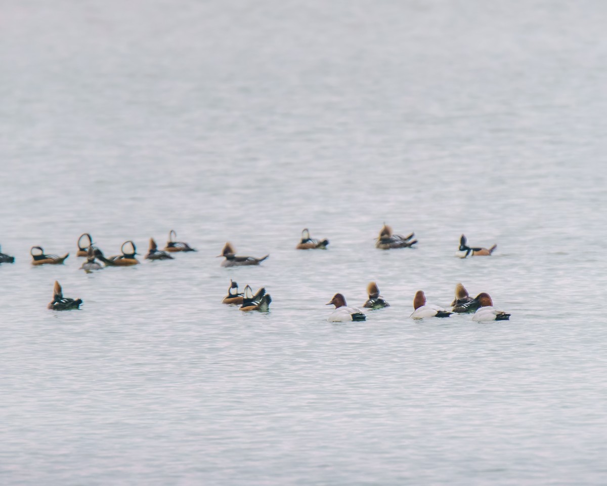 Canvasback - ML646493660