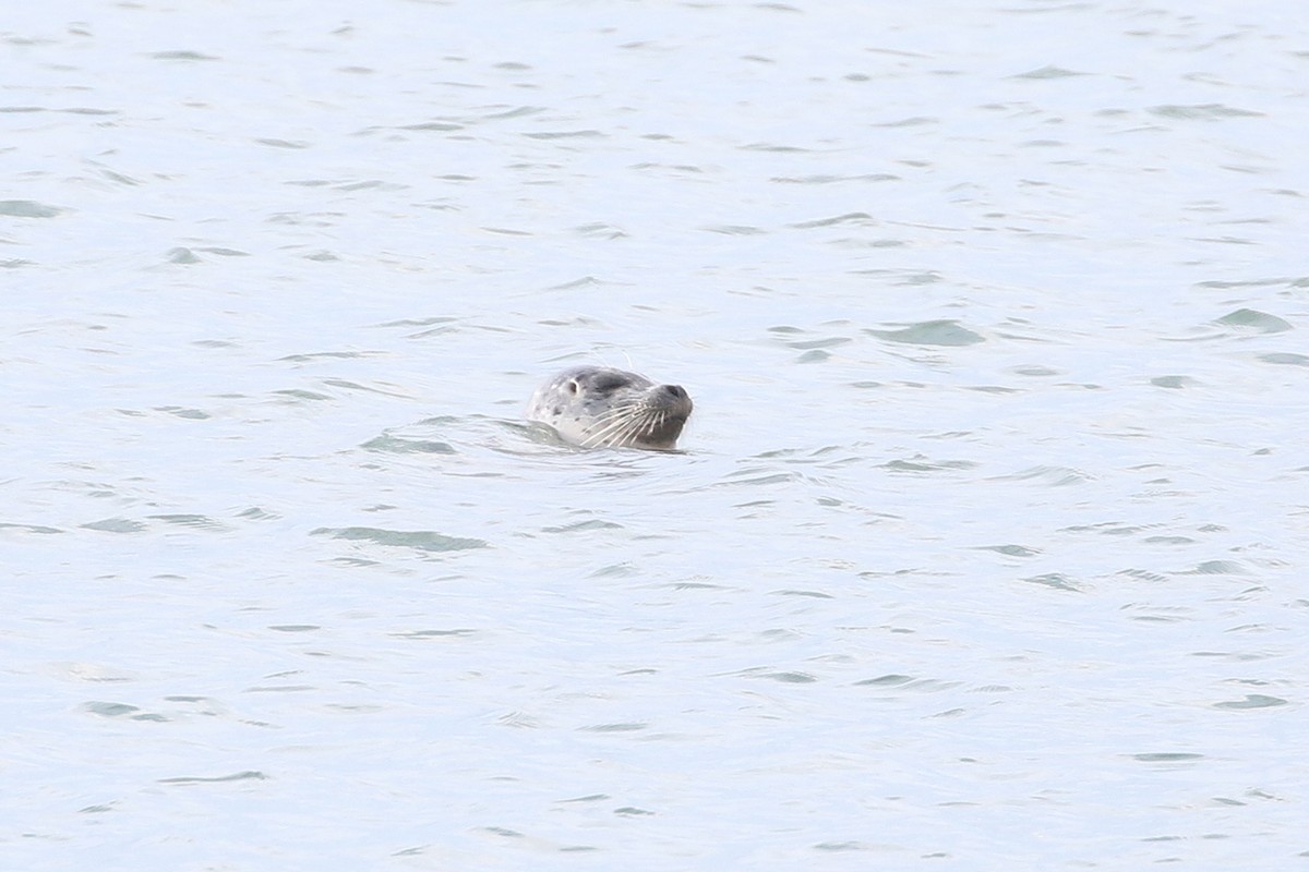 Harbor Seal - ML646493661