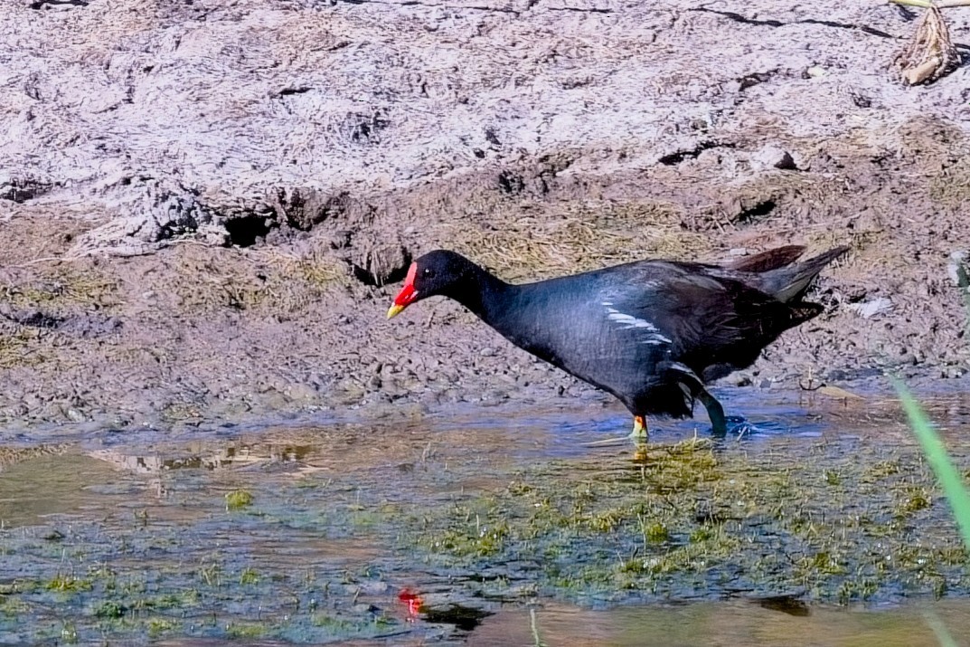 סופית - ML646493669