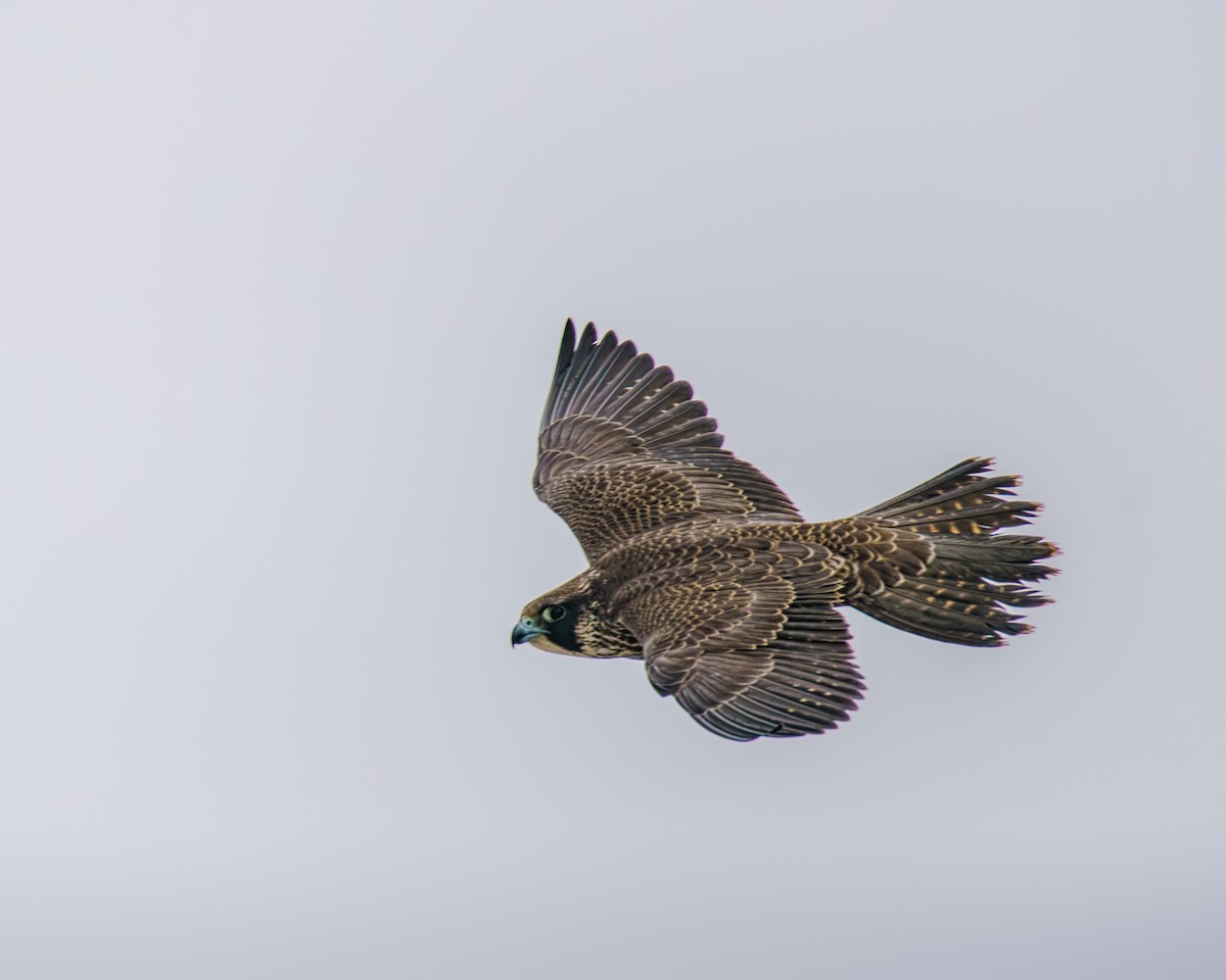 Peregrine Falcon - ML646493671
