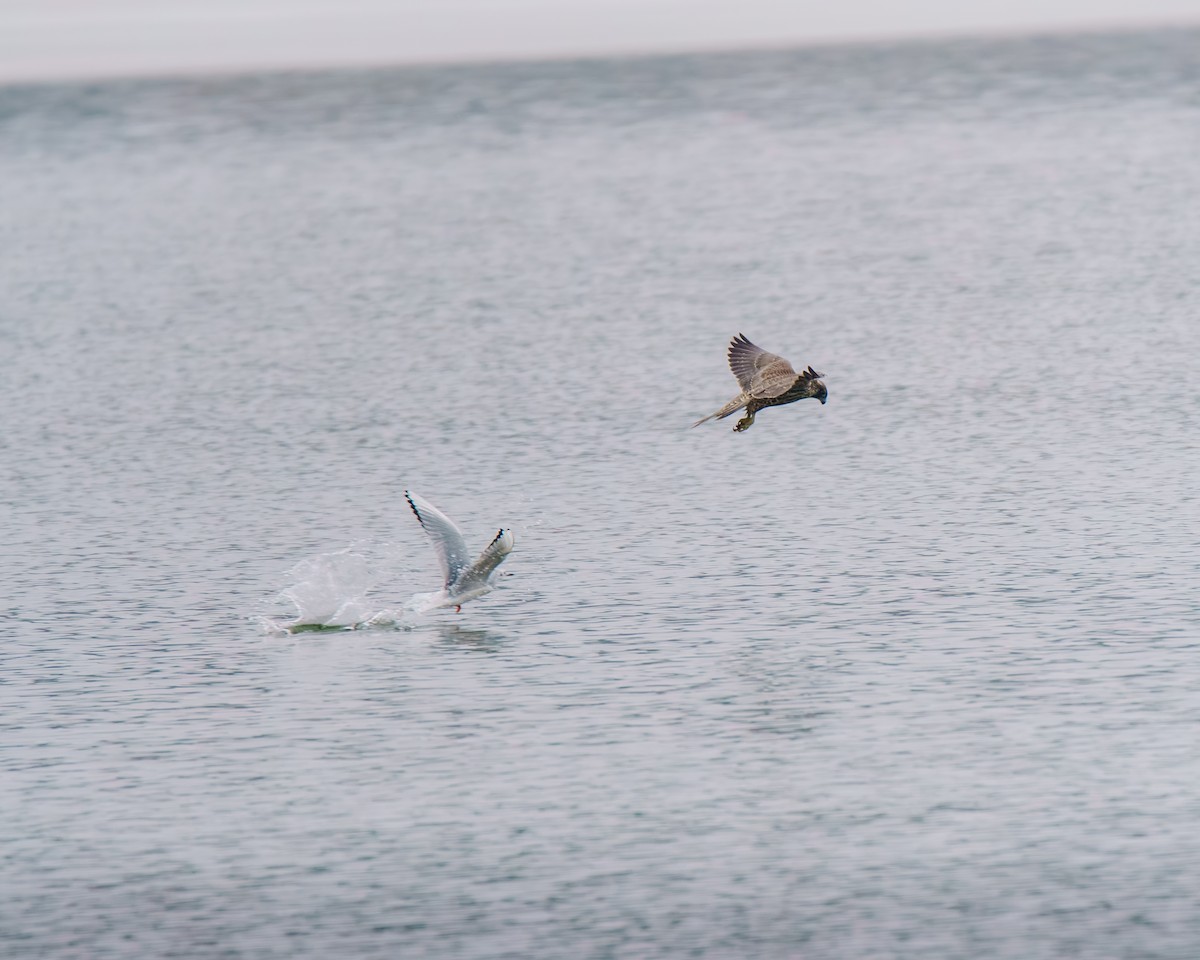 Peregrine Falcon - ML646493672