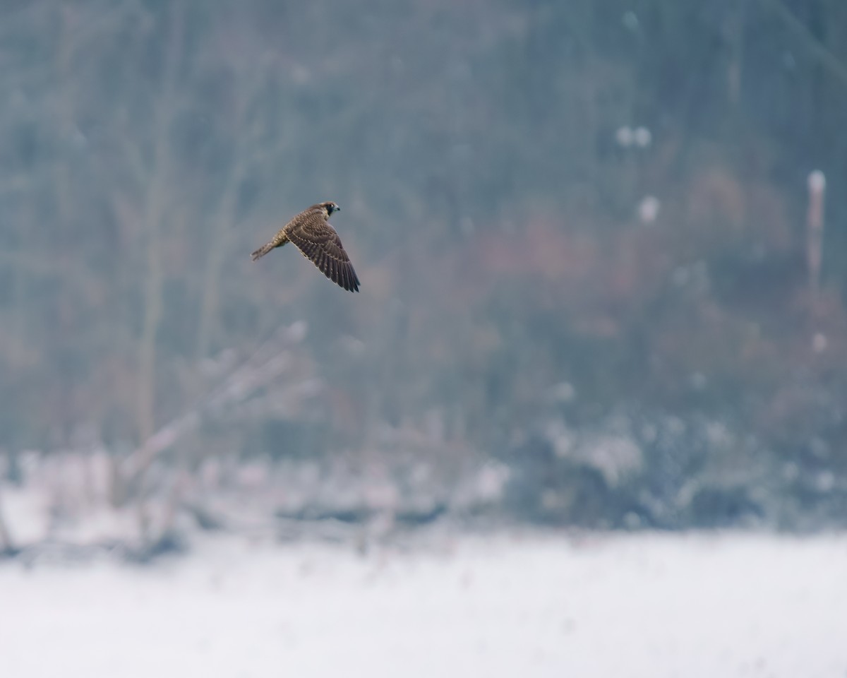 Peregrine Falcon - ML646493675