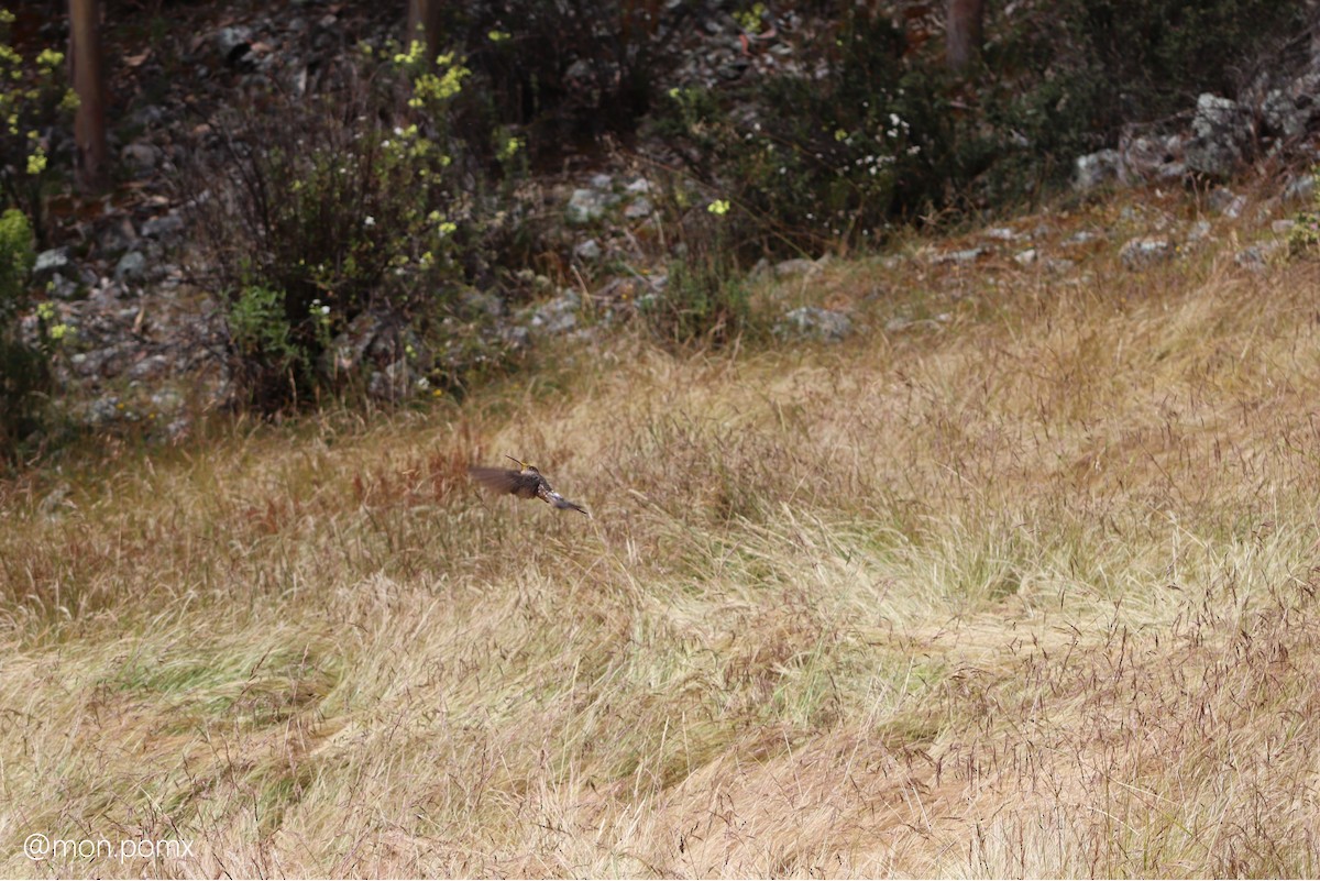 kjempekolibri - ML646493679