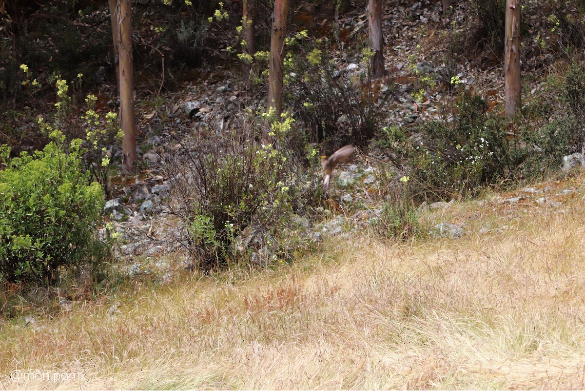 kjempekolibri - ML646493681