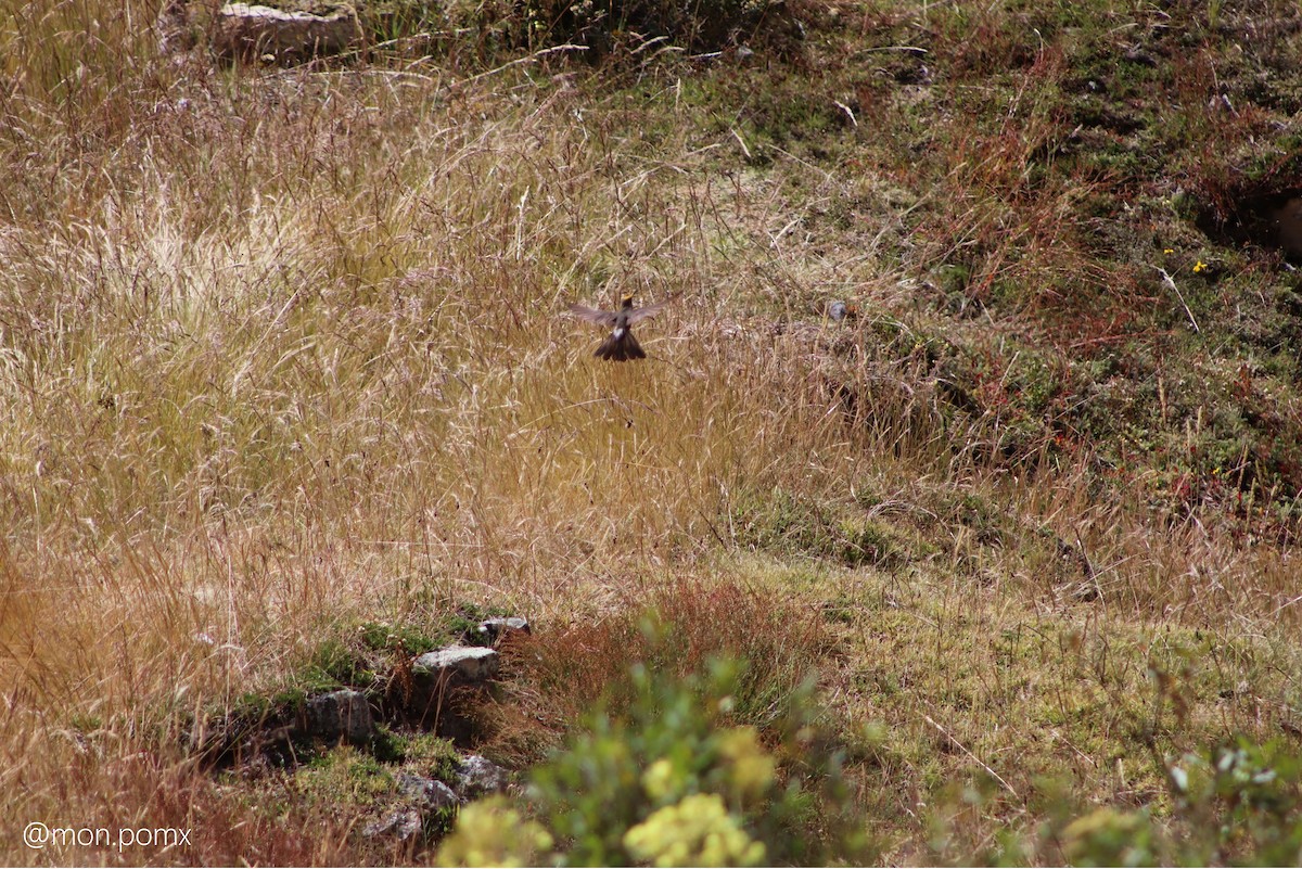 kjempekolibri - ML646493682