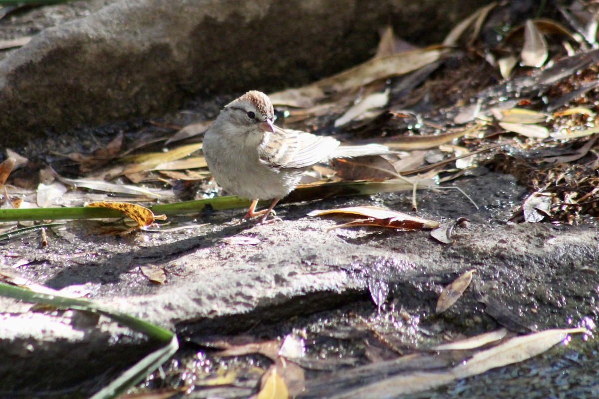 Chingolo Cejiblanco - ML646493684