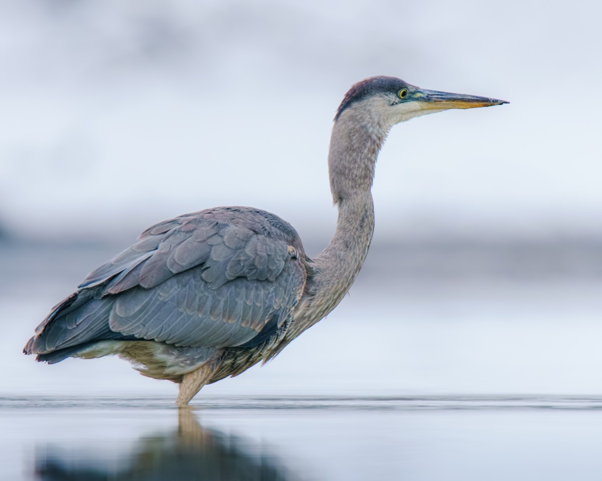Great Blue Heron - ML646493686