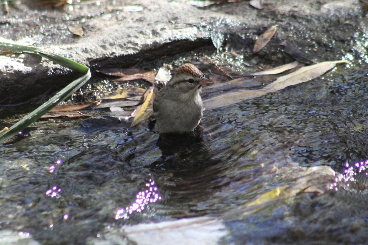Chingolo Cejiblanco - ML646493688