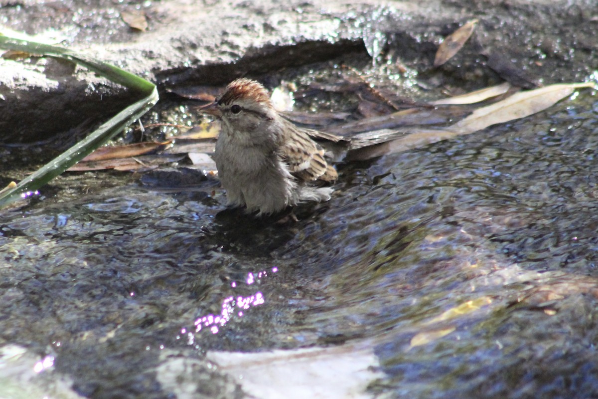 Chingolo Cejiblanco - ML646493692