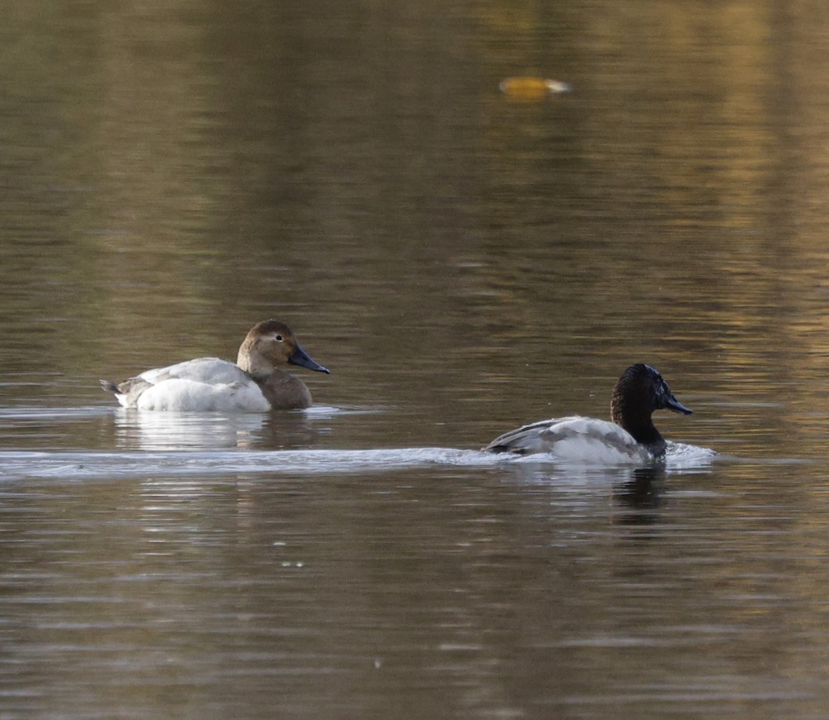 Canvasback - ML646493694
