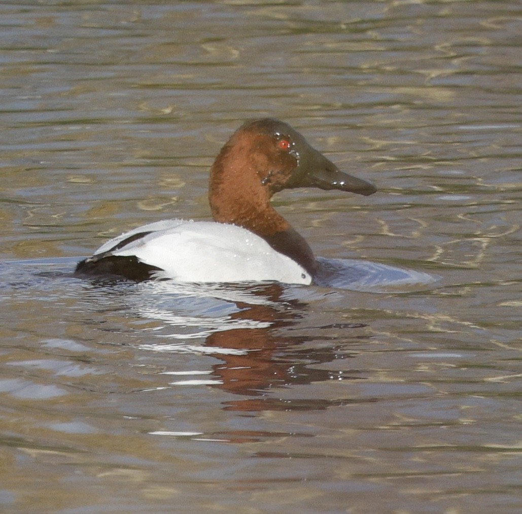 Canvasback - ML646493695
