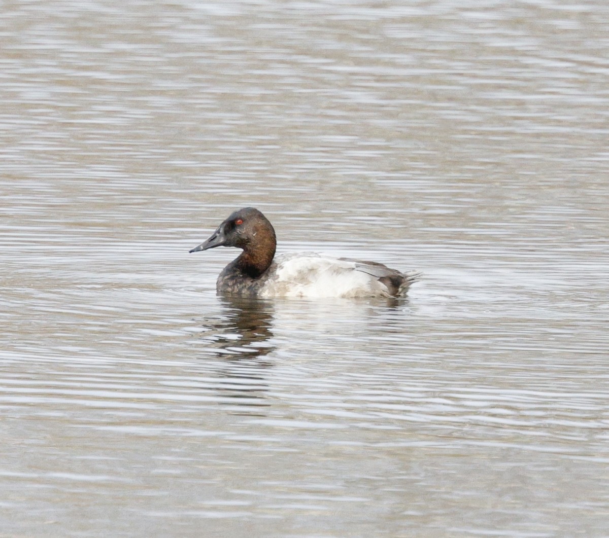 Canvasback - ML646493696