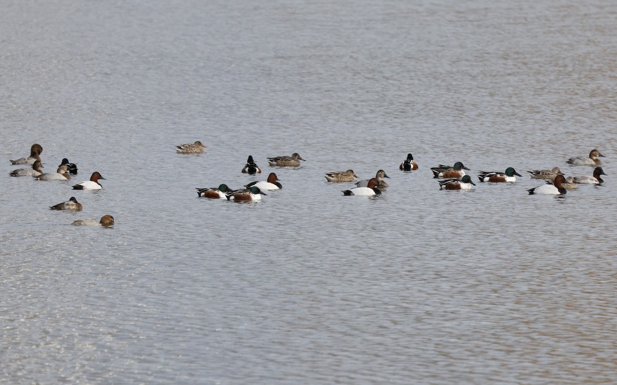 Canvasback - ML646493698