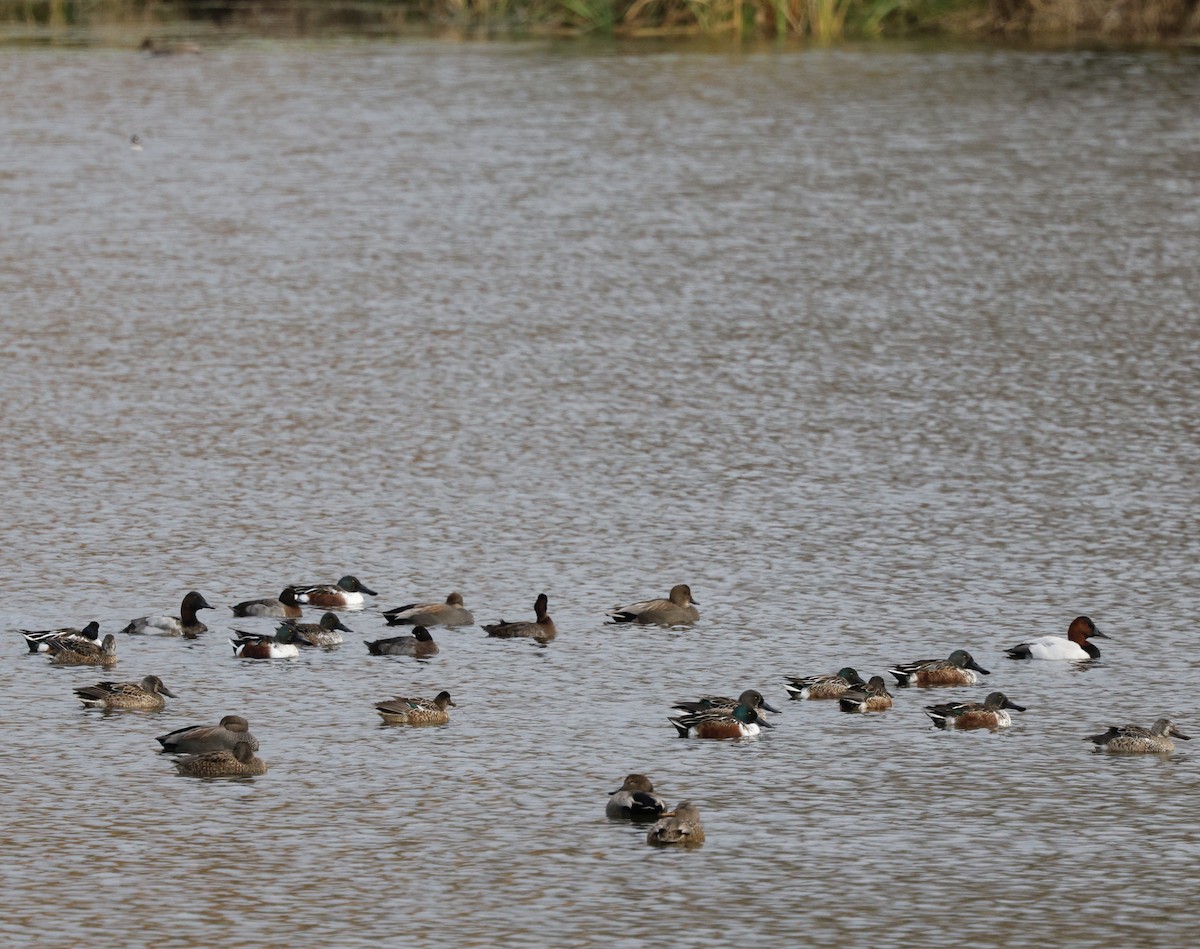 Canvasback - ML646493699