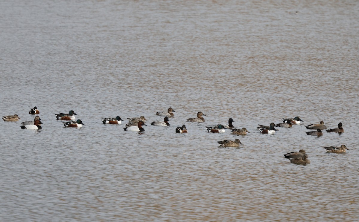 Canvasback - ML646493700