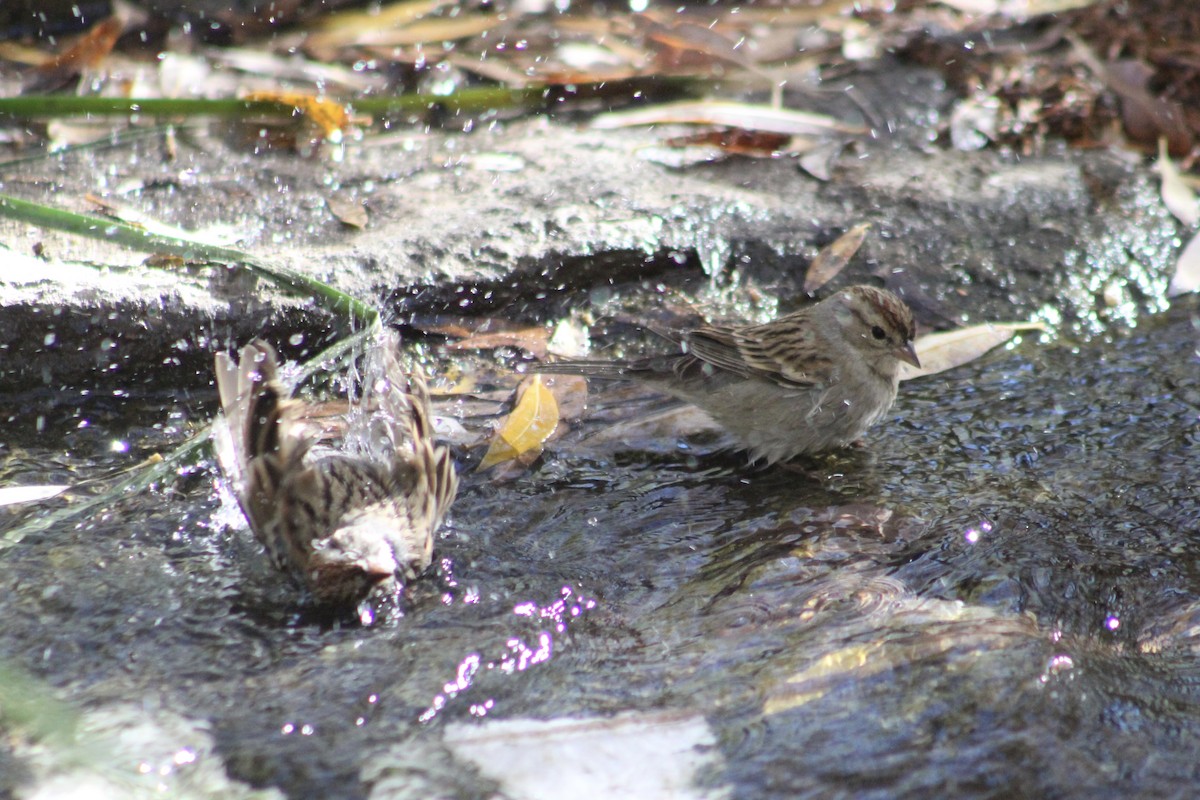 Chingolo Cejiblanco - ML646493701