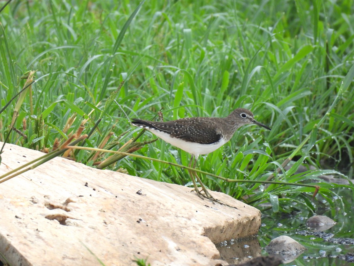 Solitary Sandpiper - ML646493702