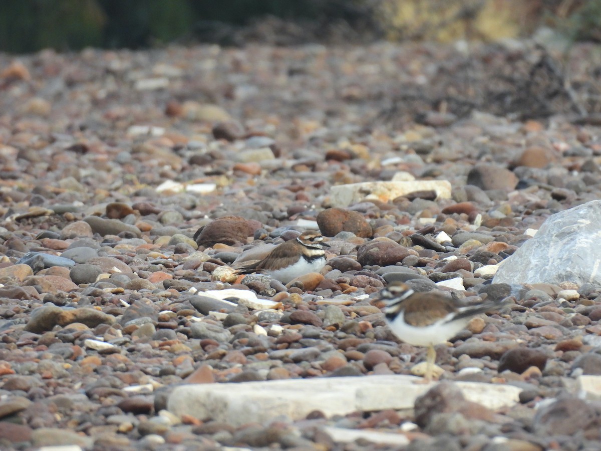 Killdeer - ML646493707