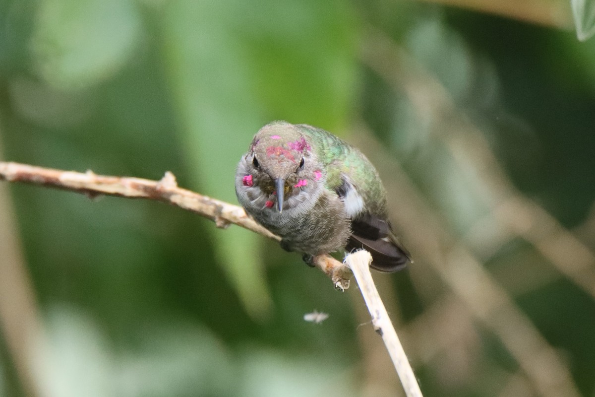 Annakolibri - ML646493710