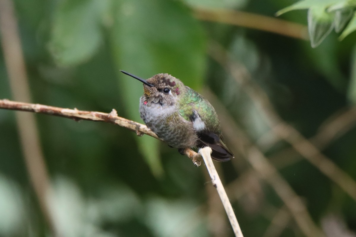 Annakolibri - ML646493711