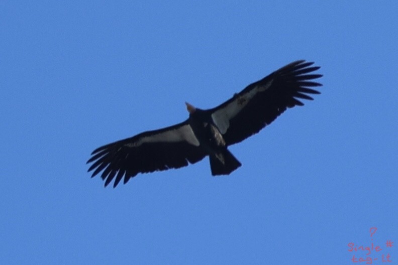 California Condor - ML646493717