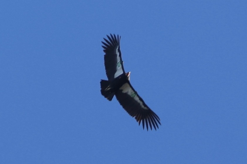 California Condor - ML646493718