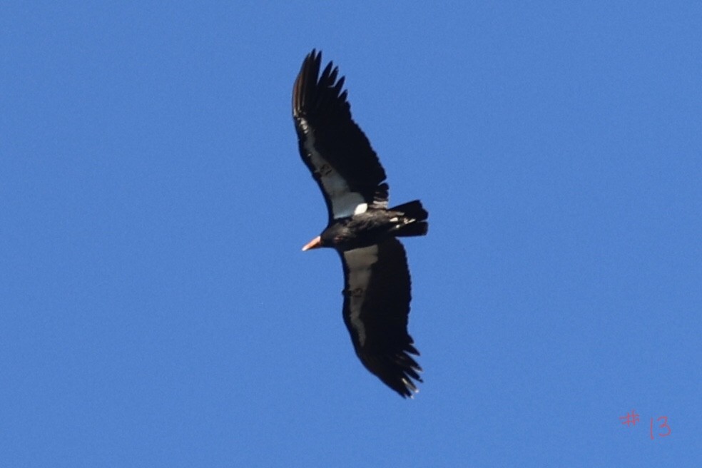 California Condor - ML646493719