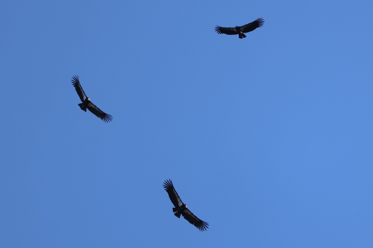 California Condor - ML646493720