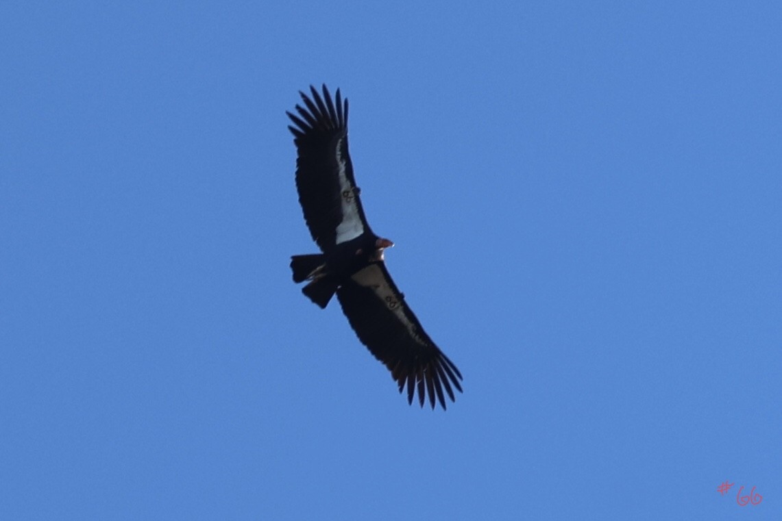 California Condor - ML646493721