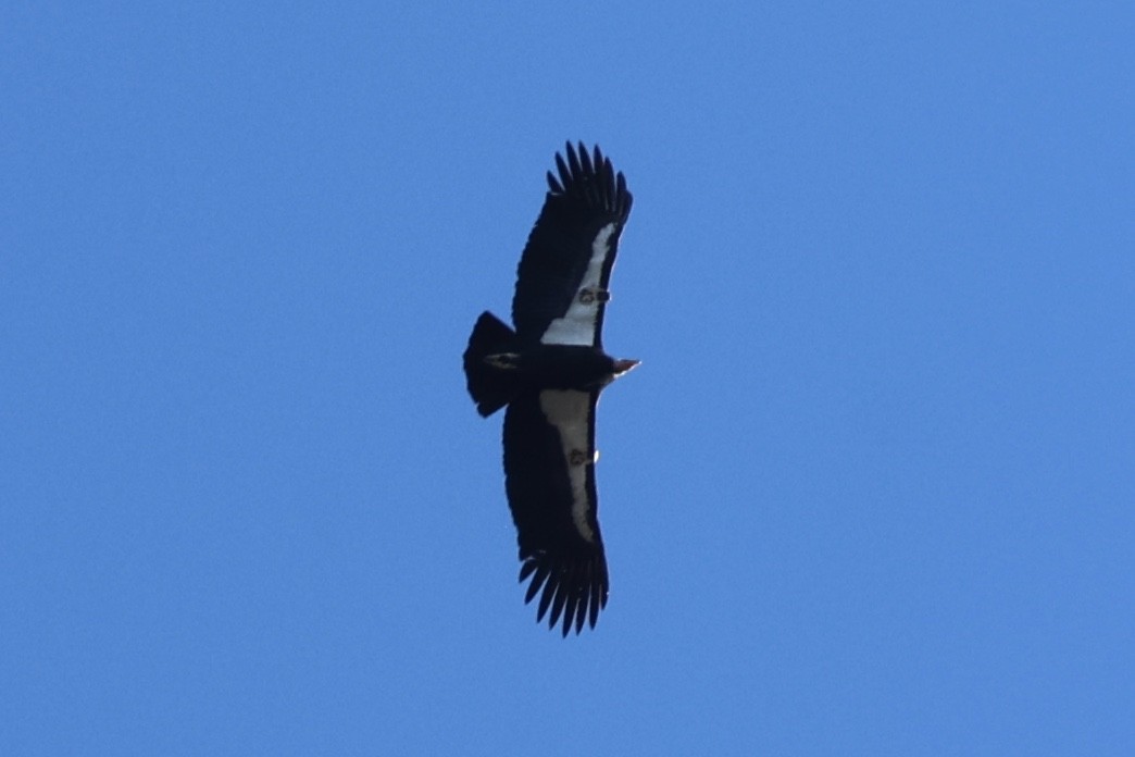 California Condor - ML646493722