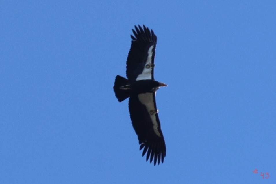 California Condor - ML646493723