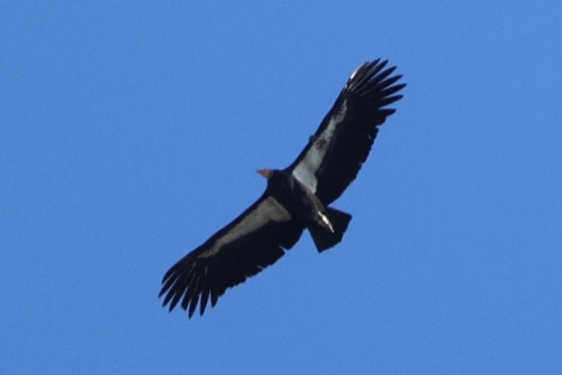 California Condor - ML646493724