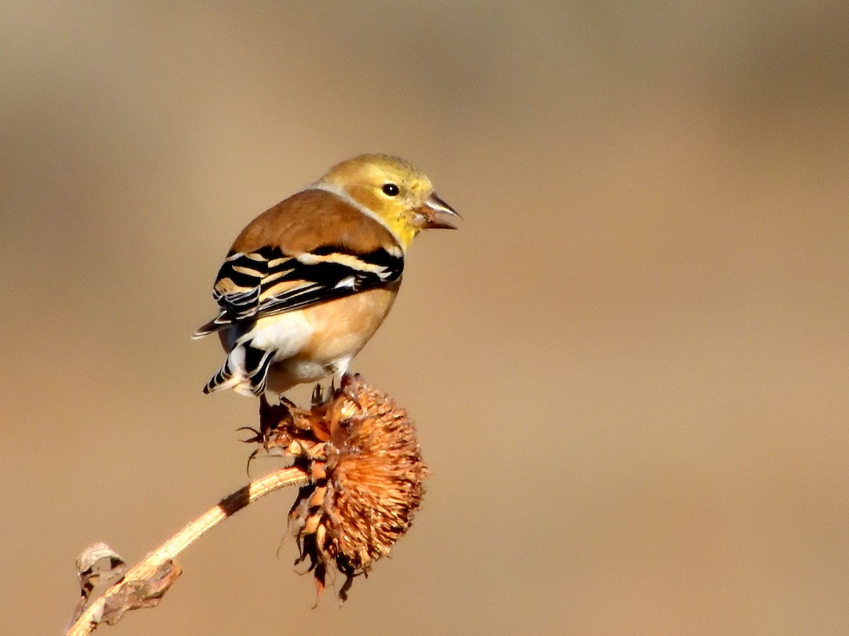 American Goldfinch - ML646493729