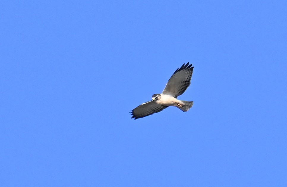 Short-tailed Hawk - ML646493732