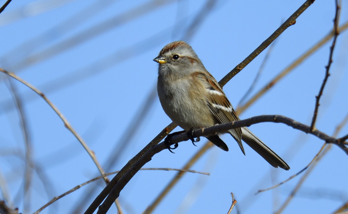 American Tree Sparrow - ML646493736