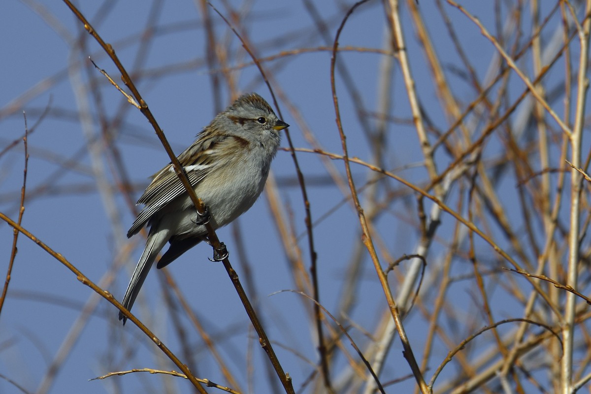 American Tree Sparrow - ML646493737
