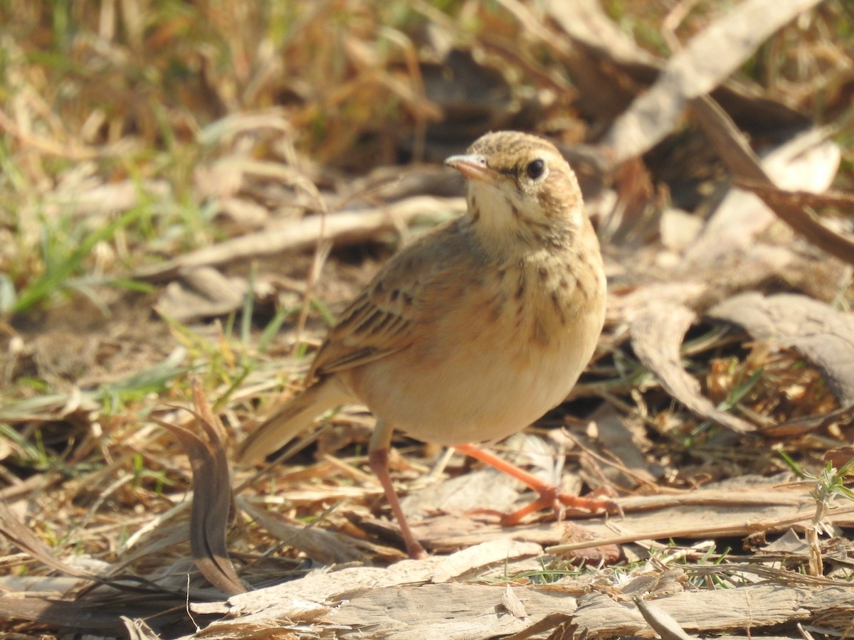 linduška rýžová - ML646493739