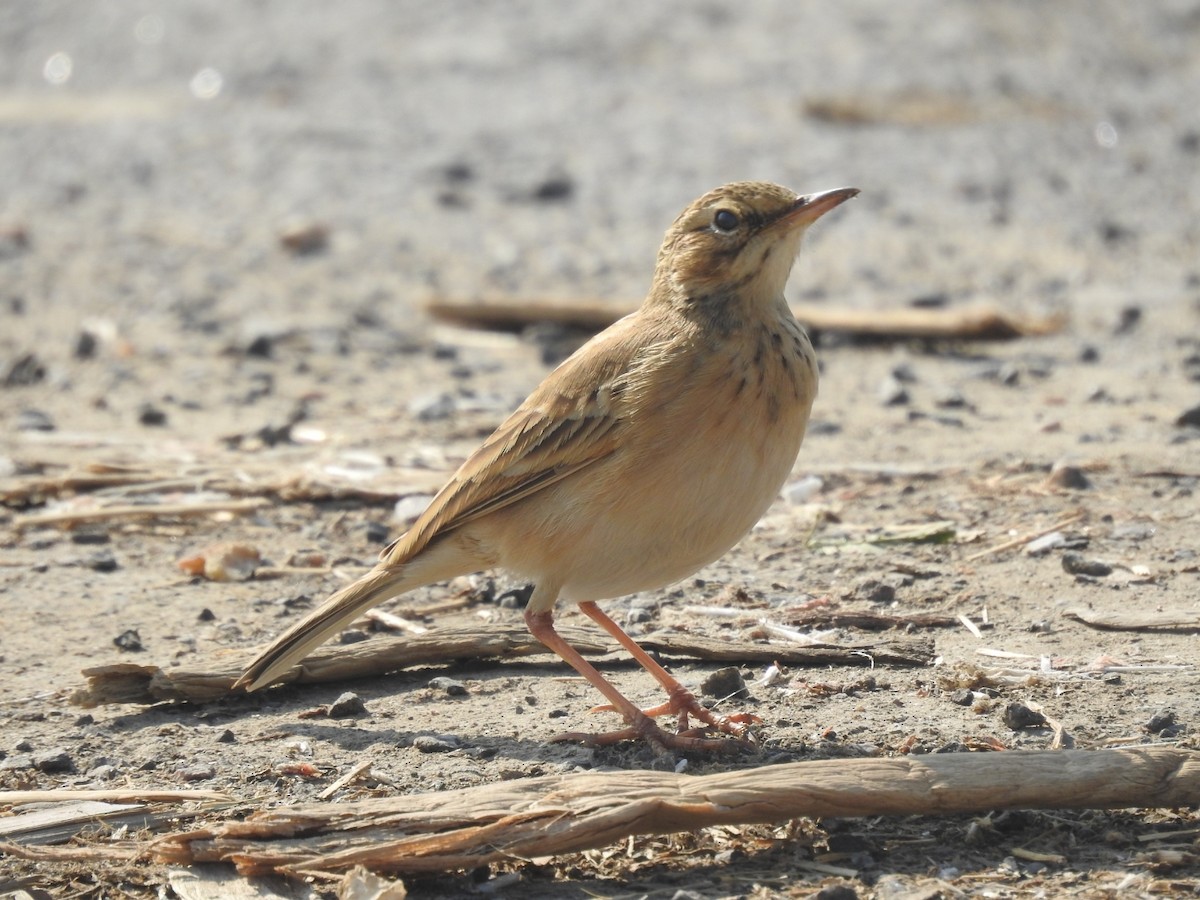 linduška rýžová - ML646493740