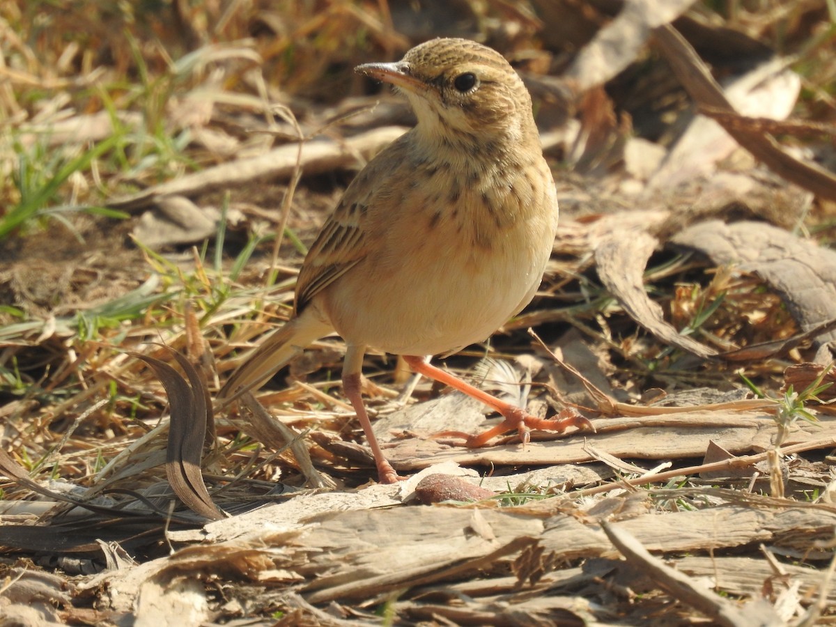 linduška rýžová - ML646493741