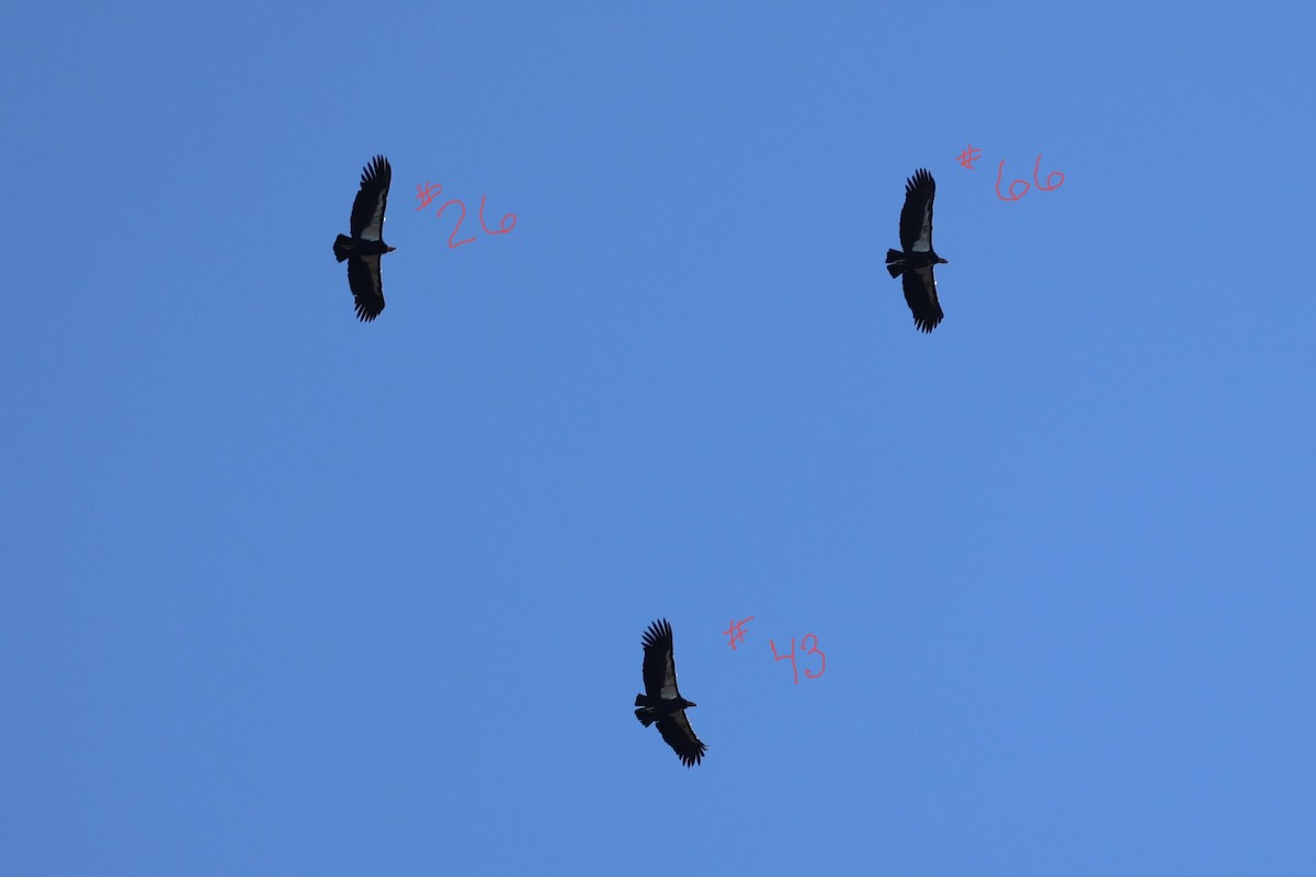 California Condor - ML646493742