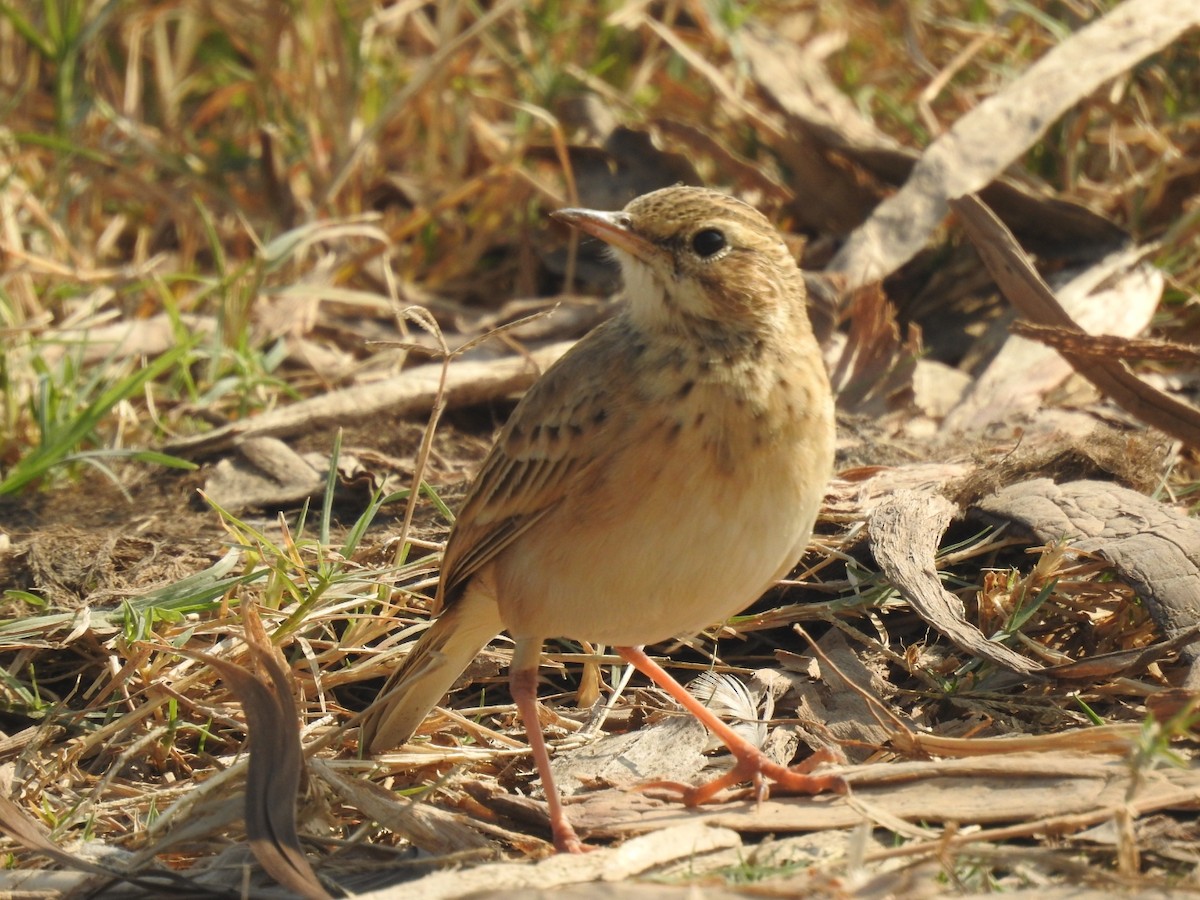 linduška rýžová - ML646493744