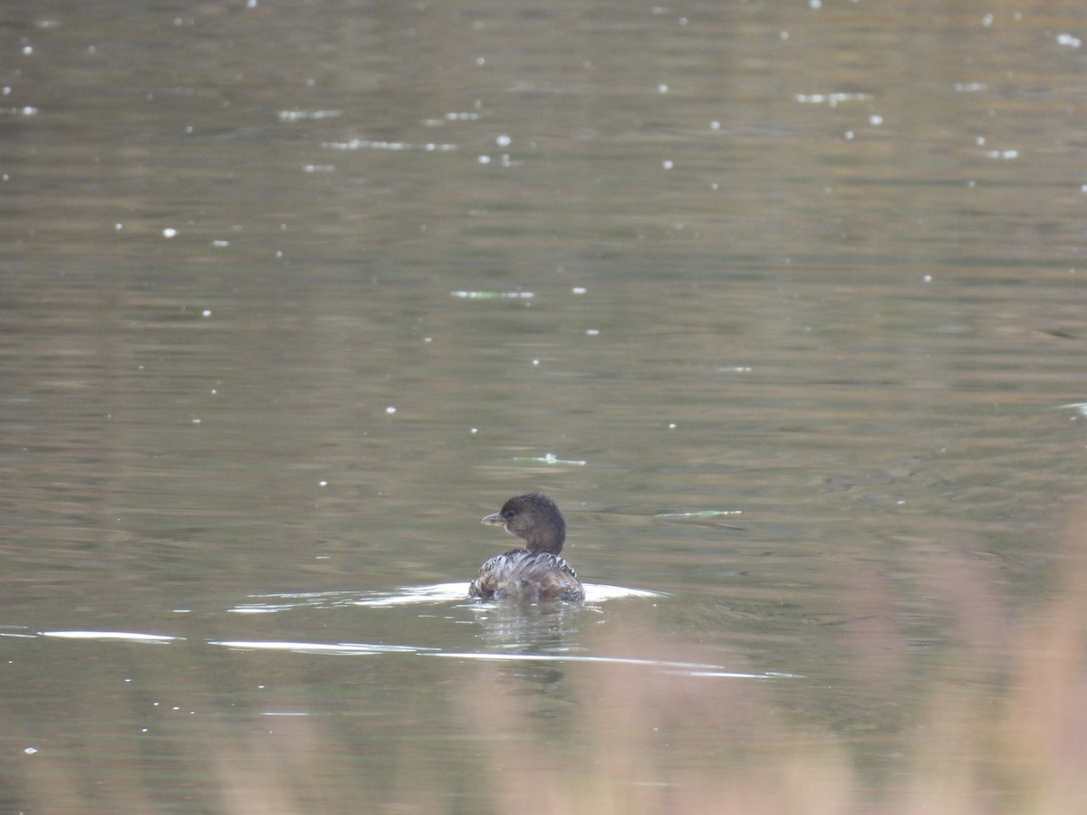 Pied-billed Grebe - ML646493745