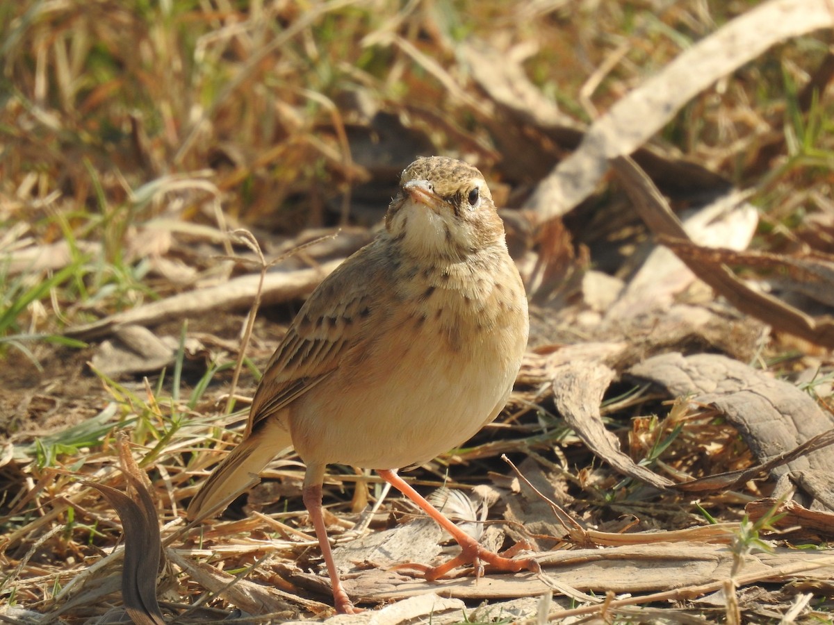 linduška rýžová - ML646493746