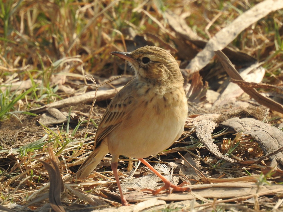 linduška rýžová - ML646493747